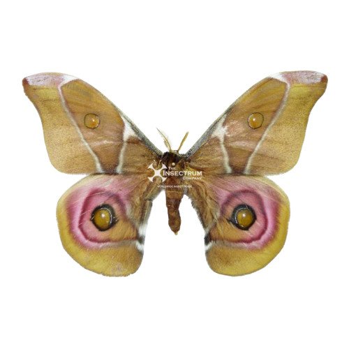 Male
